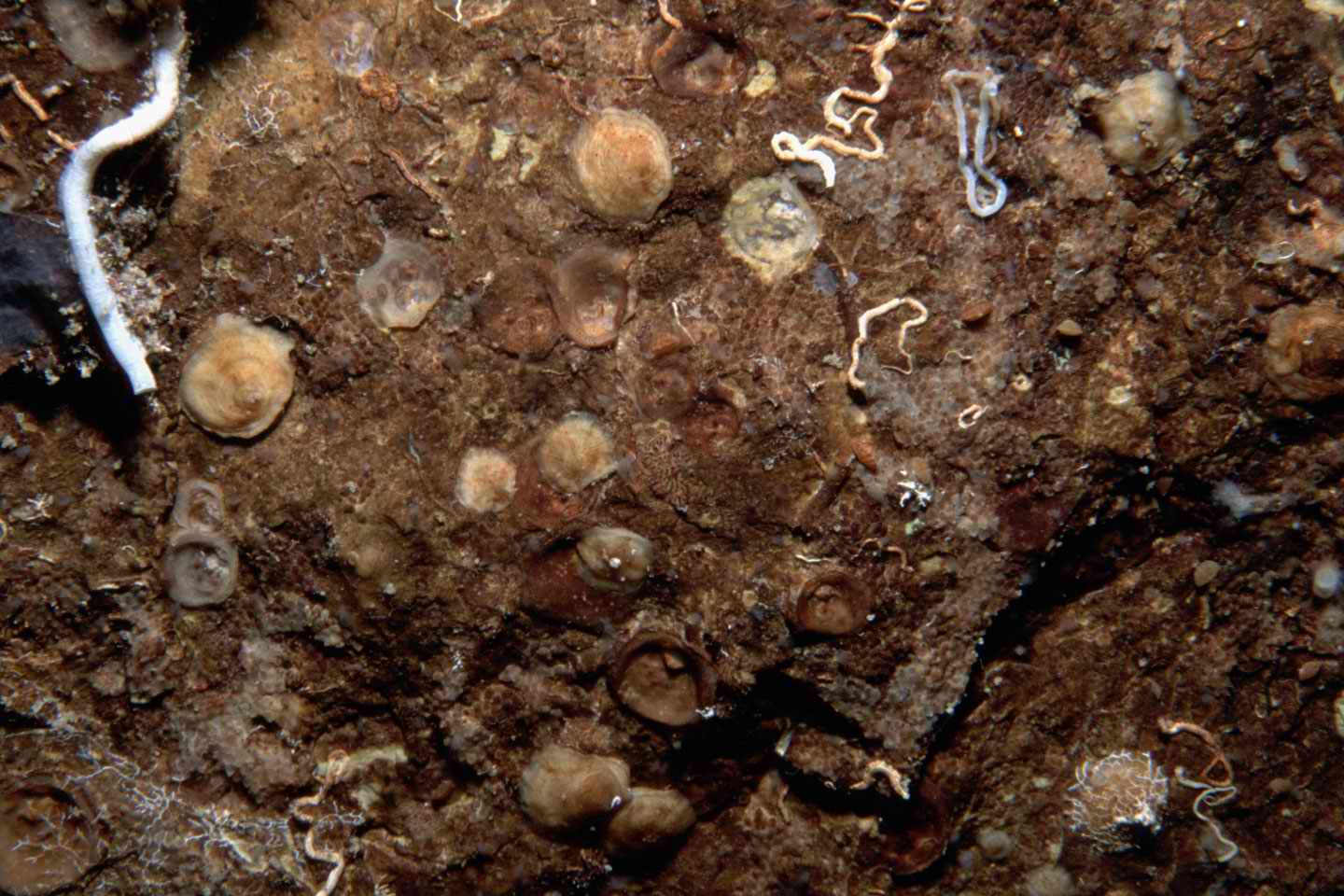 Novocrania turbinata, Argyrotheca cuneata and Megathiris detruncata - coll. P. Wirtz