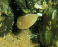 Argyrotheca cuneata