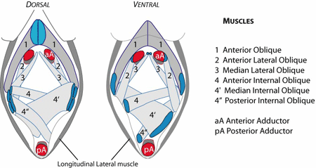 Lingulide muscle arrangement