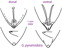 G. pyramidata