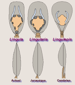 Evolution de Lingulides
