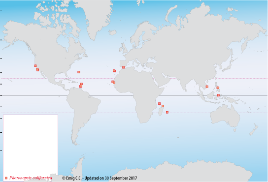 Distribution de Phoronopsis californica