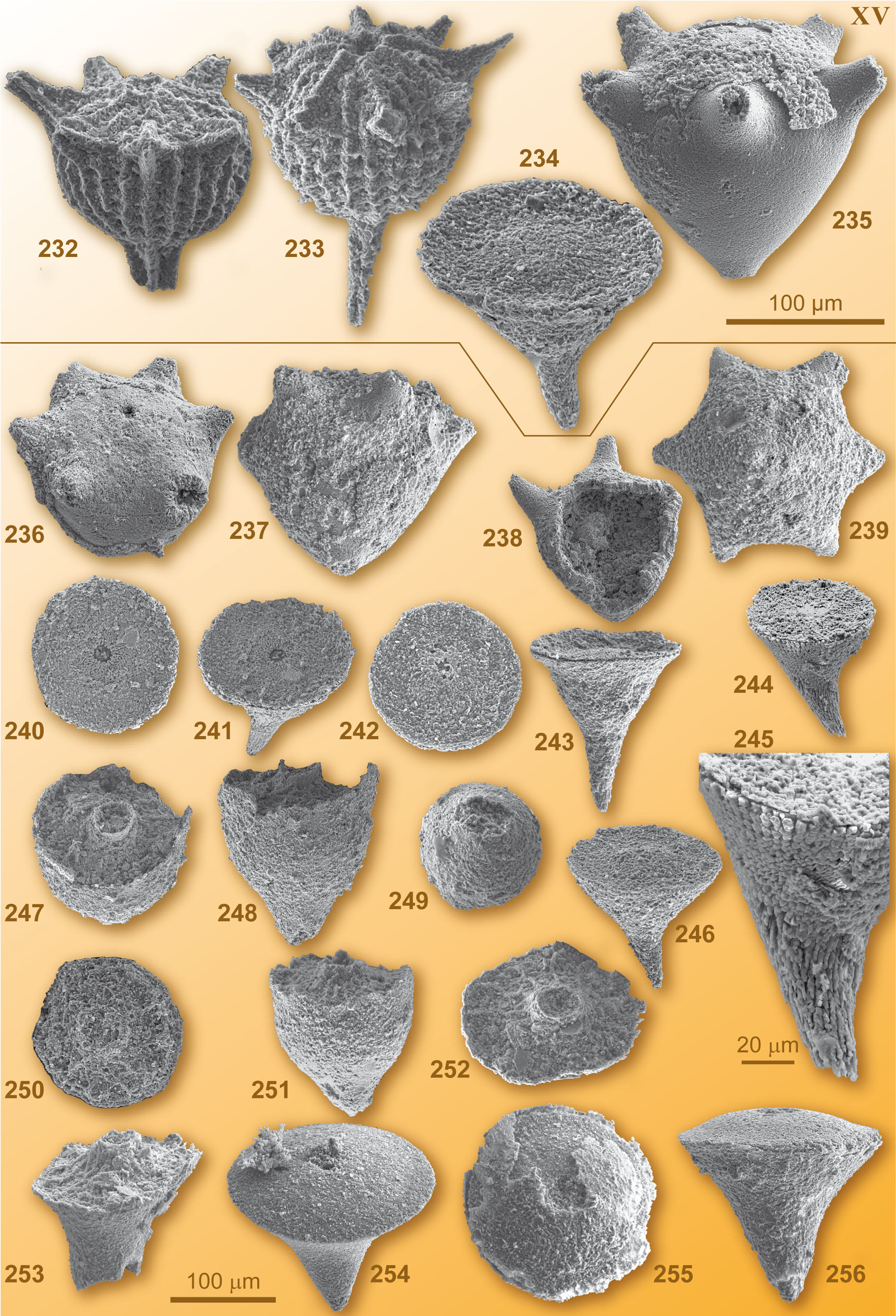 CG2008_M01_Plate_15C