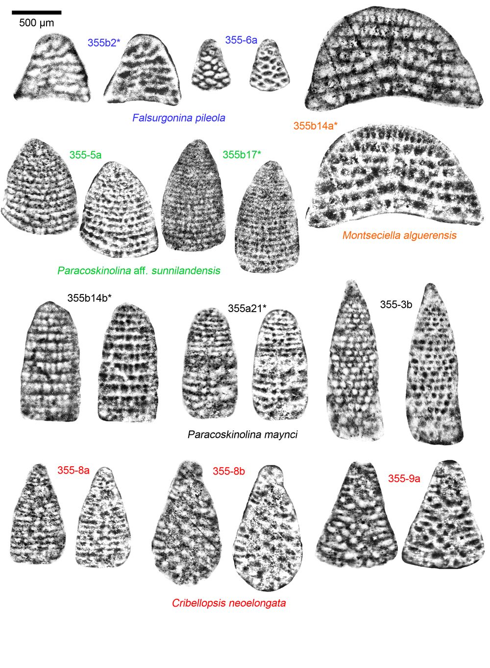 biostratigraphic-distribution-of-orbitolinids-in-the-ammonite-biozones