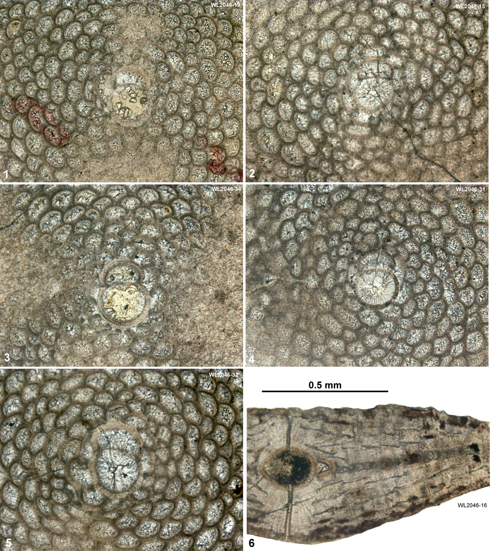 A Larger Benthic Foraminiferal Zonation For The Eocene Of The Caribbean