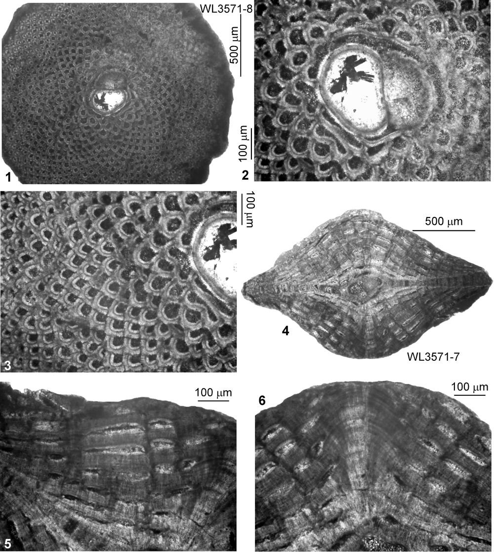 A Larger Benthic Foraminiferal Zonation For The Eocene Of The Caribbean 