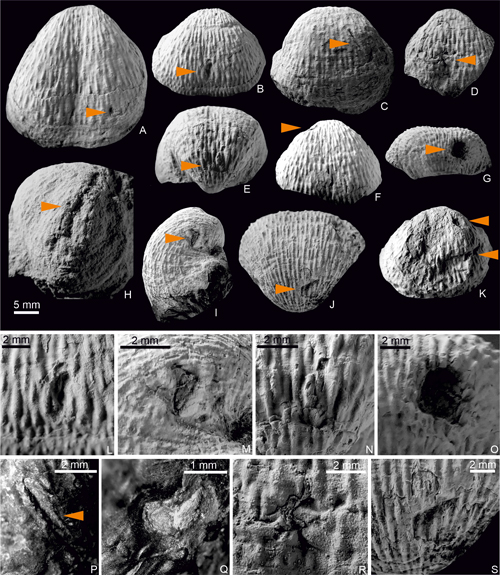 Fig. 5