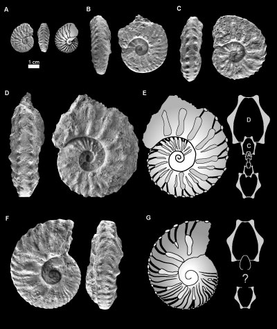 Fig. 5