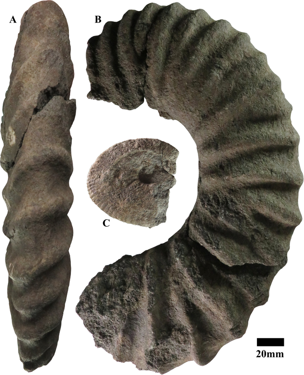 Pl. 3