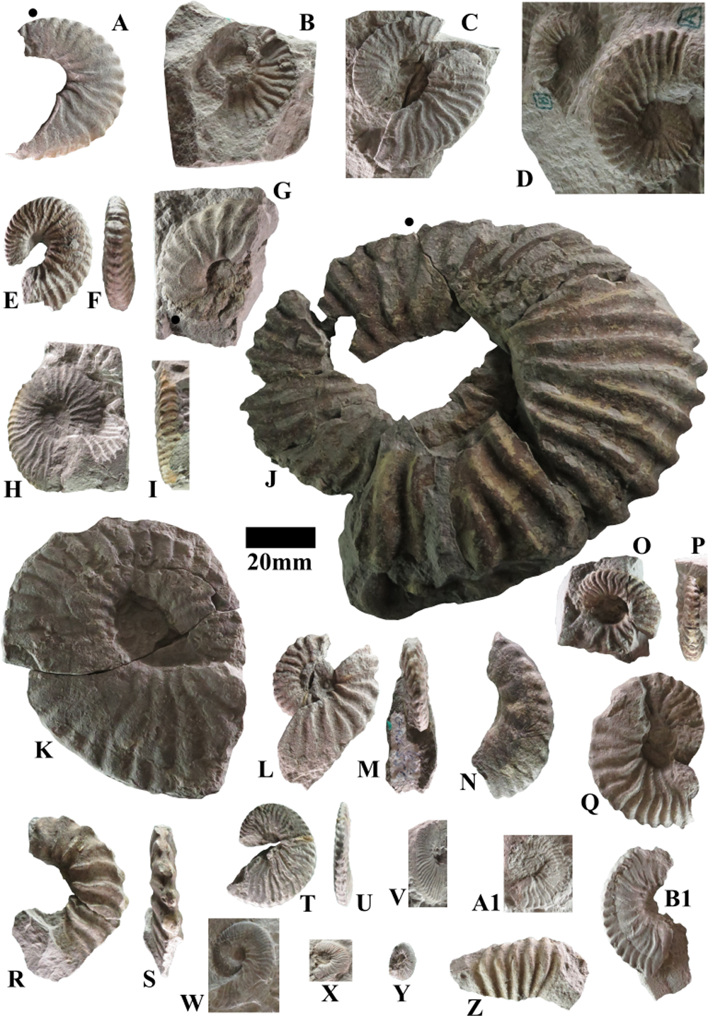 Pl. 7
