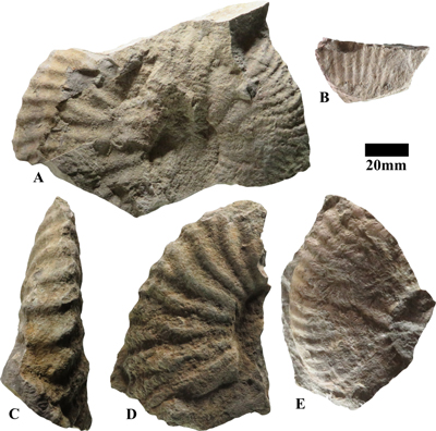 Pl. 1