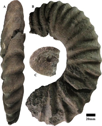 Pl. 3