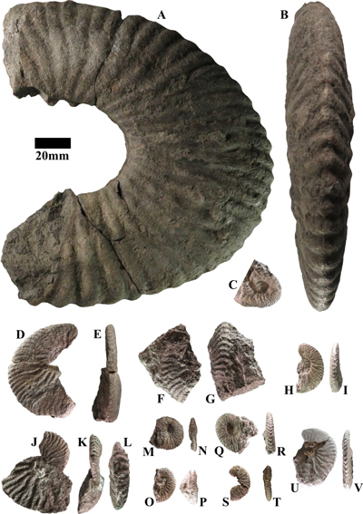 Pl. 4