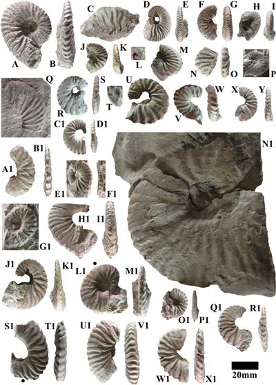 Pl. 6