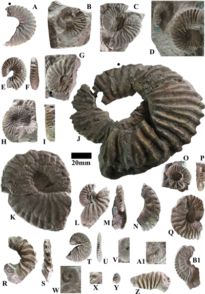 Pl. 7