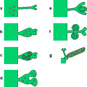 Cliquer sur la vignette pour agrandir l'image