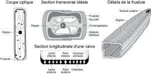 Cliquer sur la vignette pour agrandir l'image