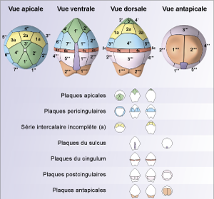 Cliquer sur la vignette pour agrandir l'image