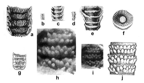 CG2013_B02_Fig_13