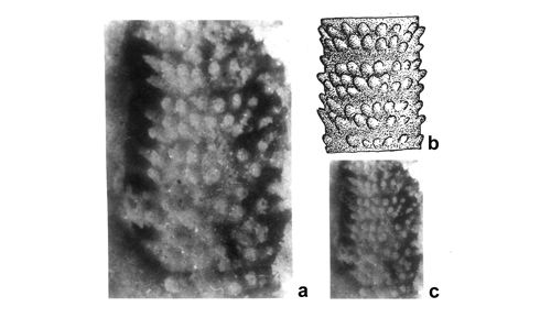CG2013_B02_Fig_14