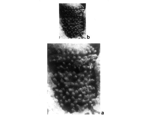 CG2013_B02_Fig_15