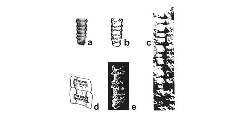 CG2013_B02_Fig_21