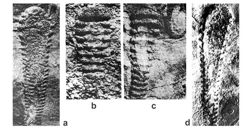 CG2013_B02_Fig_24