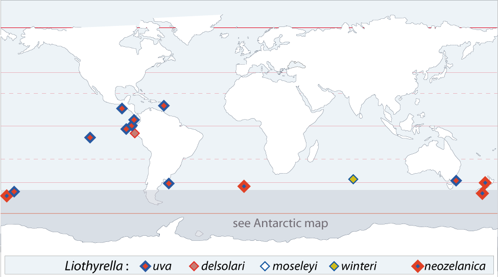 Liothyrella_map