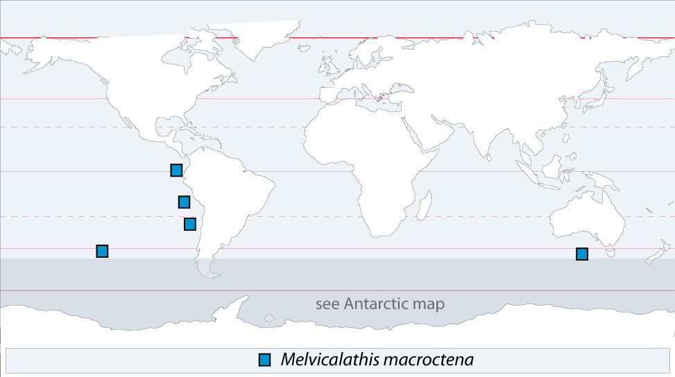 Melvicalathis