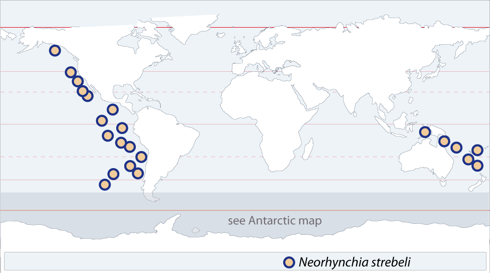Neorhynchia