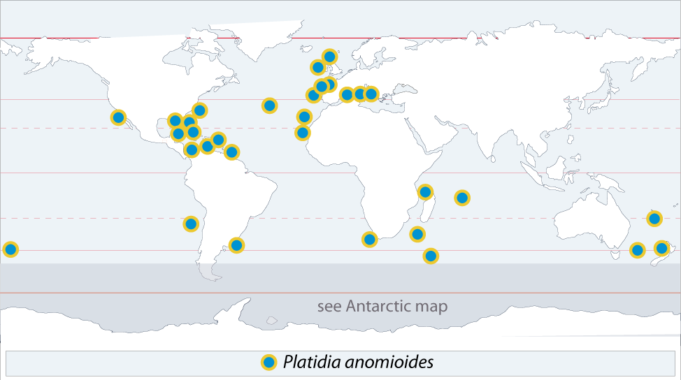 Platidia