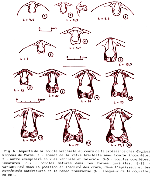 5_fig_5a