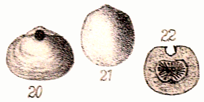 fig C-3