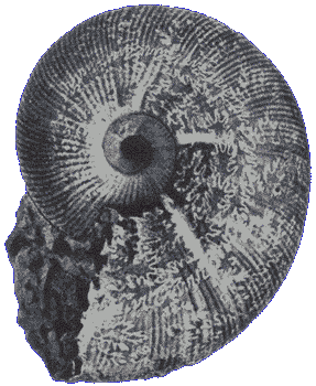 Carnets de Géologie - Notebooks on Geology - ISSN 1634-0744